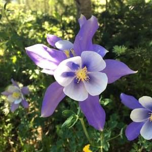 Meet your Posher, Laurel